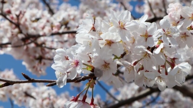 今年も桜を楽しみましたか？
