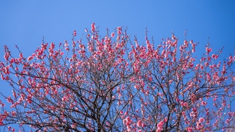 春の訪れを告げる、日本の風景を彩る木